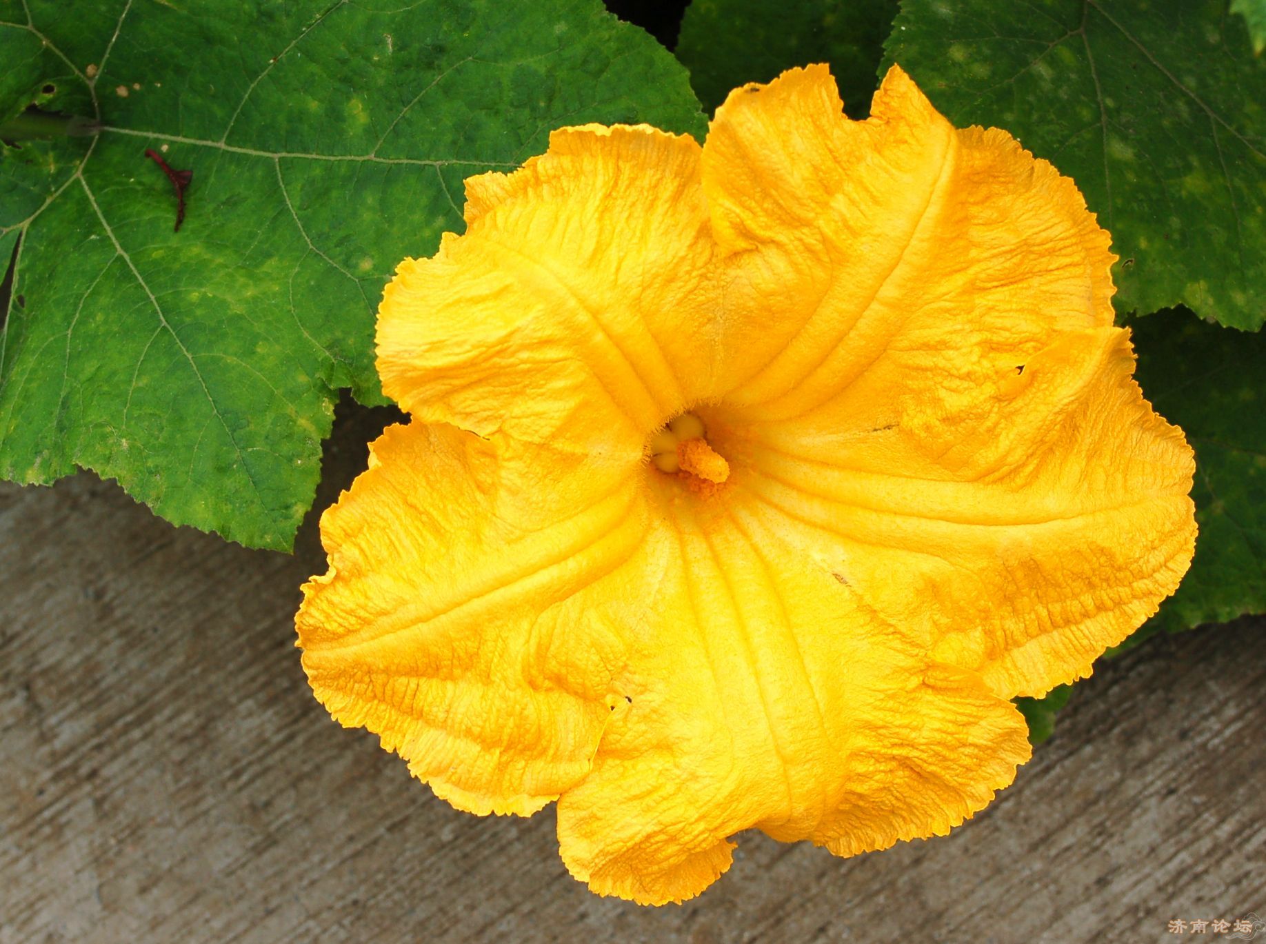 鸡蛋炒南瓜花（squash flower）