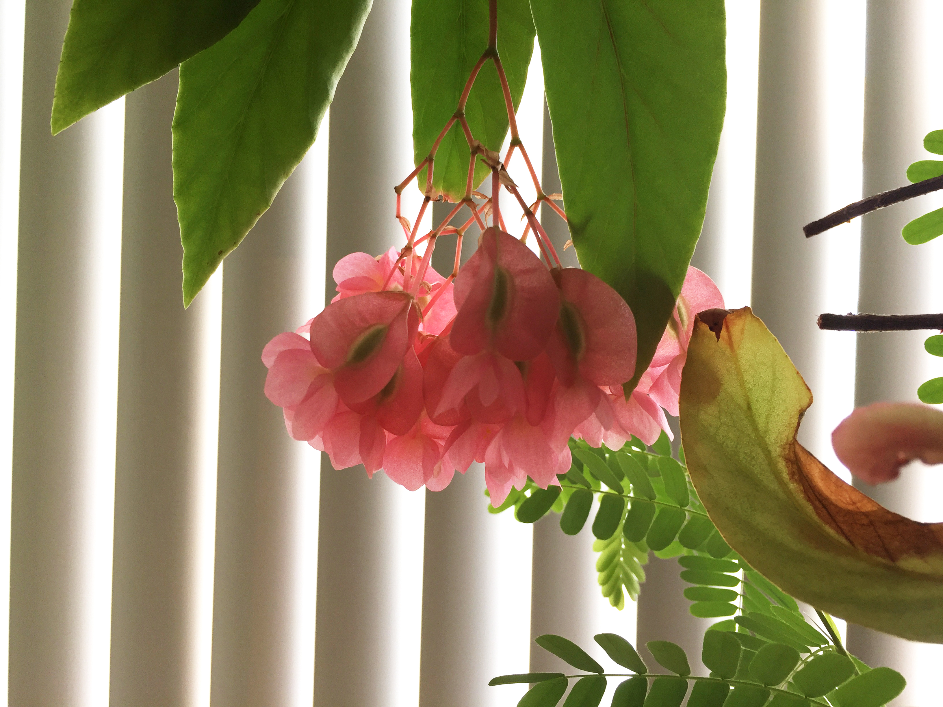 竹节海棠：一株两种花型