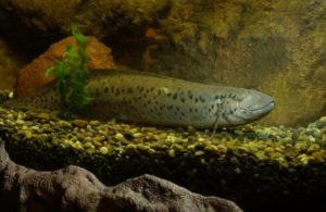 H_orig_Africanlungfish