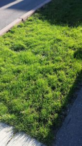 grassland1