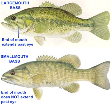 large_SmallMouthBASS