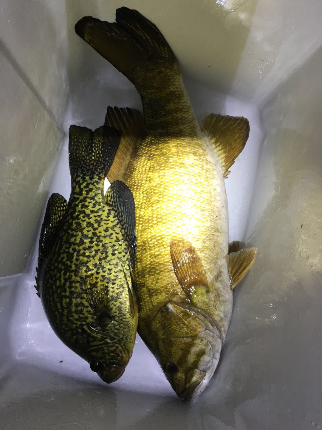 smallmouthbass